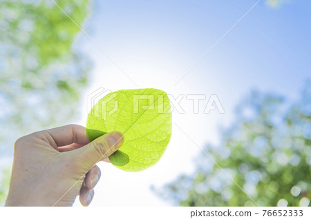 Hand holding a heart-shaped leaf Hand holding a heart-shaped leaf 76652333