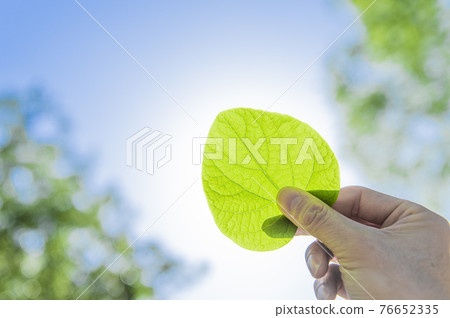 Hand holding a heart-shaped leaf Hand holding a heart-shaped leaf 76652335