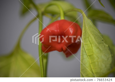 Zvonek, Bishop's crown chili pepper spice on plant 76653424