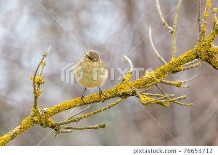 small song bird Willow Warbler, Europe wildlife 76653712