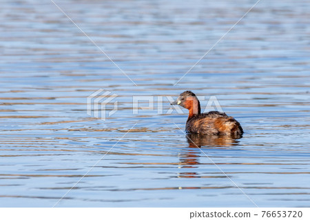 water bird Little Grebe, Tachybaptus ruficollis 76653720