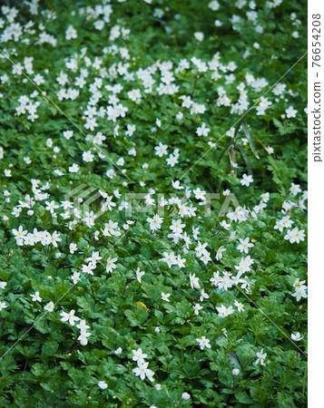Itabashi-ku, Tokyo, Nirinsou's own fabric Itabashi-ku, Tokyo, Nirinsou's own fabric 76654208