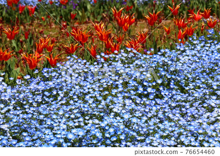 Fire Mountain Park, Turkish Tulip Garden, Shimonoseki City, Yamaguchi Prefecture Fire Mountain Park, Turkish Tulip Garden, Shimonoseki City, Yamaguchi Prefecture 76654460