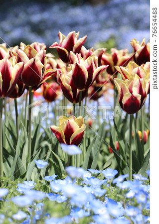 Fire Mountain Park, Turkish Tulip Garden, Shimonoseki City, Yamaguchi Prefecture Fire Mountain Park, Turkish Tulip Garden, Shimonoseki City, Yamaguchi Prefecture 76654488