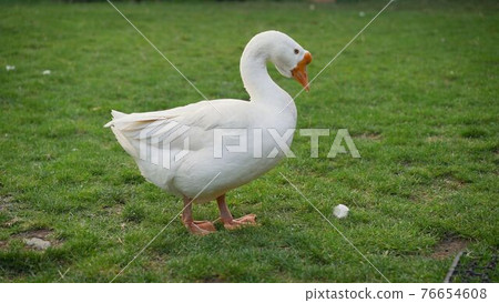 White goose on a green lawn. There is a lake in the distance. 76654608