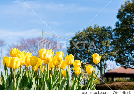 Yellow tulips in full bloom Yellow tulips in full bloom 76654658