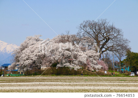 小座城遺址的櫻花和飯手山(福島縣會津若松市) 小座城遺址的櫻花和飯手山(福島縣會津若松市) 76654853