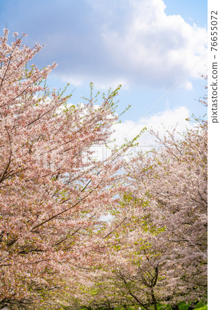 A row of cherry blossom trees in full bloom (April) 76655072