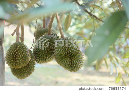 Many Monthong Durians on tree in agricultural garden 76655374