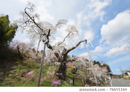 Spring Shoganji Temple in Shimokimita, Takahagi City, Ibaraki Prefecture 76655384