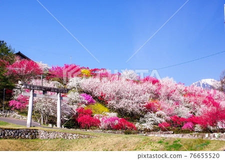 [Landscape] A crowd of flower peaches in full bloom 76655520