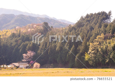 [Landscape] Cherry blossoms blooming in a private house in the countryside 76655521