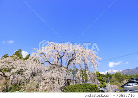 Hikarinji Sakura Narcissus 76655716
