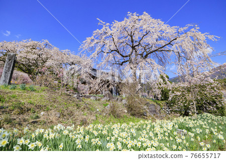 Hikarinji Sakura Narcissus 76655717
