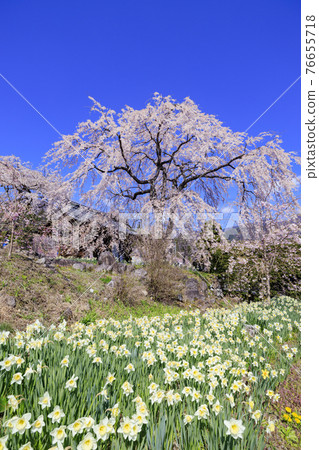 Hikarinji Sakura Narcissus 76655718