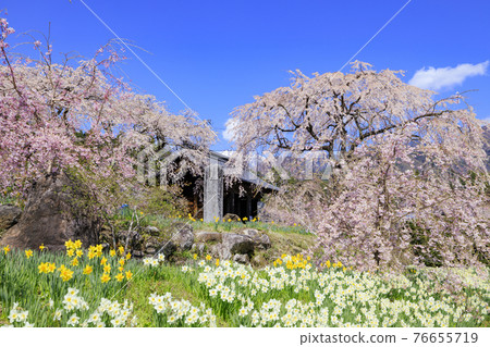 Hikarinji Sakura Narcissus 76655719