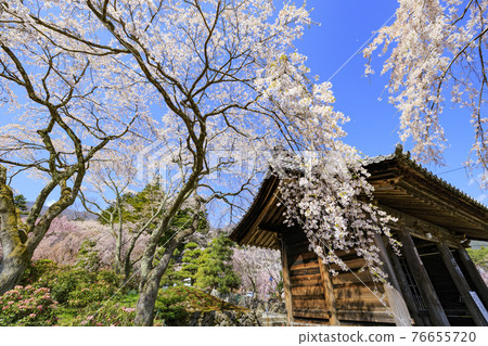 Hikarinji Sakura Narcissus 76655720