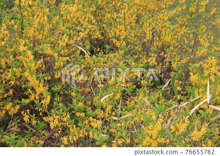 Forsythia-Forsythia-// Golden bell 76655762