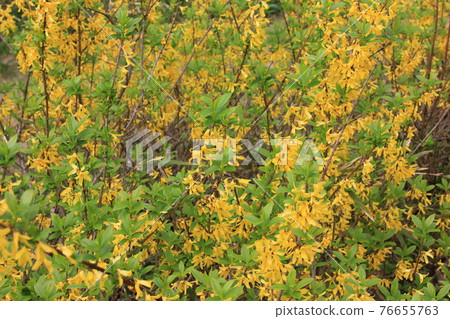 Forsythia-Forsythia-// Golden bell 76655763