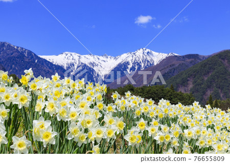 光善寺櫻花水仙節 76655809