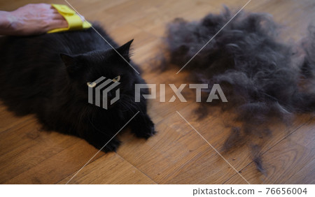 Black cat combed and cleaned from excess wool 76656004