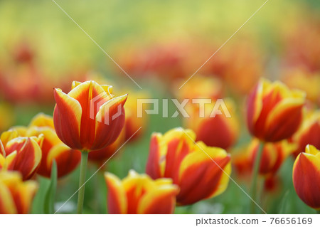 Tulip field in full bloom Tulip field in full bloom 76656169