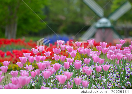 Tulip field in full bloom 76656184