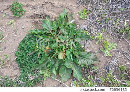 Rumex japonicus 76656185