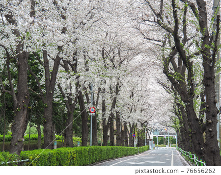 東京高島平的一排櫻花樹 76656262