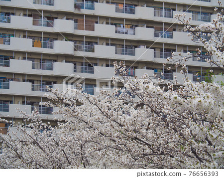 A row of cherry blossom trees in Takashimadaira, Tokyo A row of cherry blossom trees in Takashimadaira, Tokyo 76656393