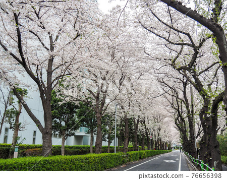 A row of cherry blossom trees in Takashimadaira, Tokyo A row of cherry blossom trees in Takashimadaira, Tokyo 76656398
