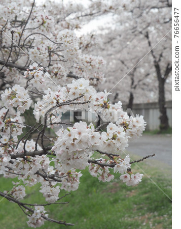 東京板橋新河岸的一排櫻花樹 76656477