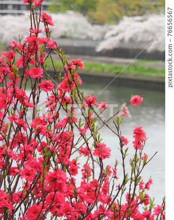 Hanamomo in Funado Mizube Park, Itabashi, Tokyo Hanamomo in Funado Mizube Park, Itabashi, Tokyo 76656567