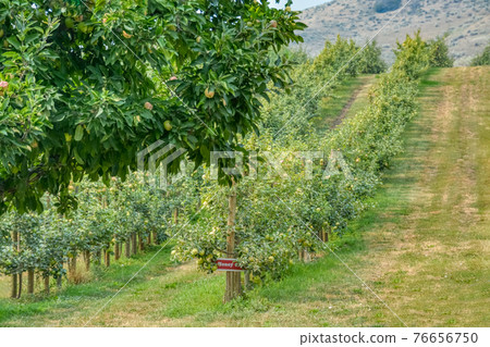 Orchard with apple trees on warm summer day 76656750