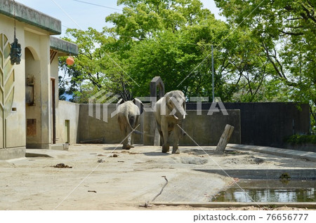大像在動物園裡 76656777