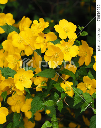 Yamabuki in Funado Mizube Park, Itabashi, Tokyo Yamabuki in Funado Mizube Park, Itabashi, Tokyo 76656912