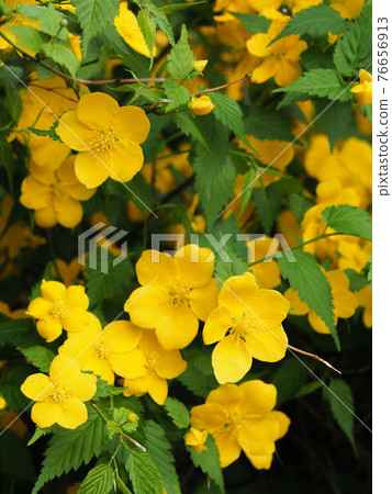 Yamabuki in Funado Mizube Park, Itabashi, Tokyo Yamabuki in Funado Mizube Park, Itabashi, Tokyo 76656913