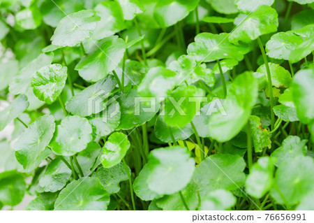 Centella asiatica Centella asiatica 76656991