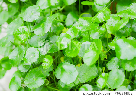 Centella asiatica Centella asiatica 76656992