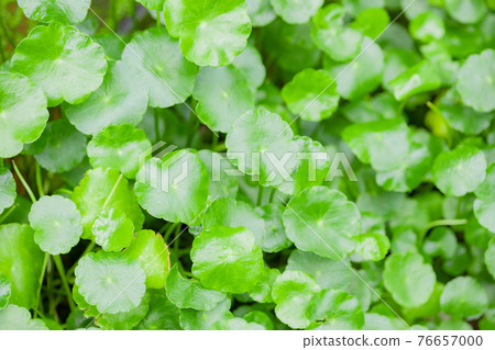 Centella grass photo material 76657000
