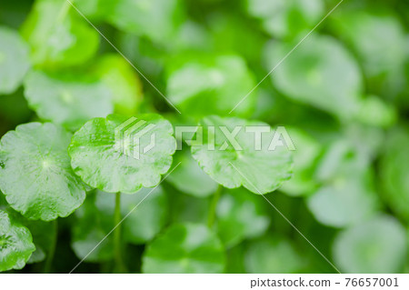 Centella asiatica 76657001