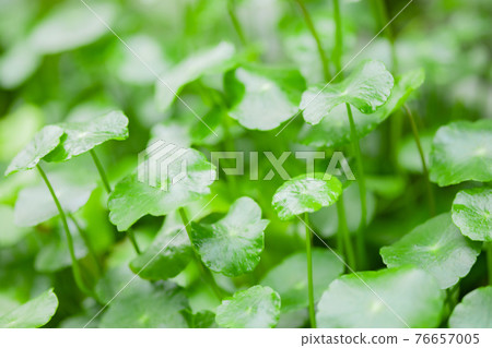 Centella grass photo material 76657005