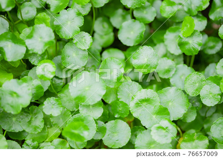 Centella asiatica Centella asiatica 76657009