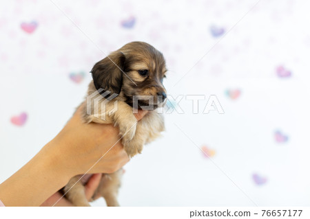 Puppy Kaninhen Dachshund Puppy Kaninhen Dachshund 76657177