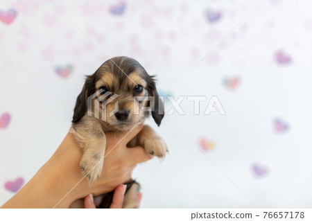 Puppy Kaninhen Dachshund Puppy Kaninhen Dachshund 76657178