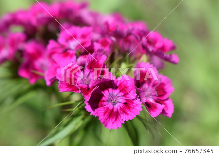 Flowerbed of Dianthus barbatus 76657345