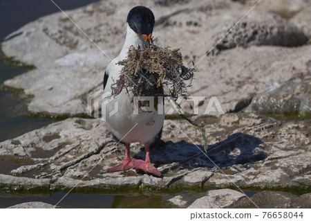 Imperial Shag with nesting material Imperial Shag with nesting material 76658044