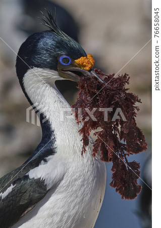 Imperial Shag with nesting material Imperial Shag with nesting material 76658045