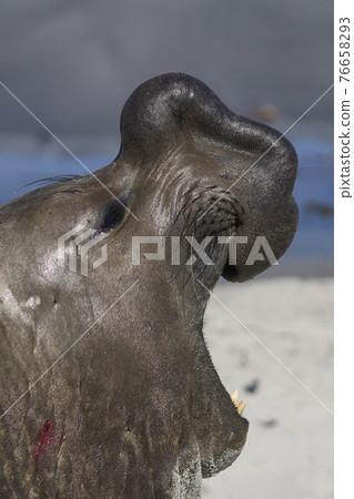 Male Southern Elephant Seal roaring Male Southern Elephant Seal roaring 76658293
