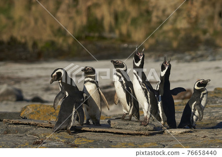 Magellanic penguins 76658440